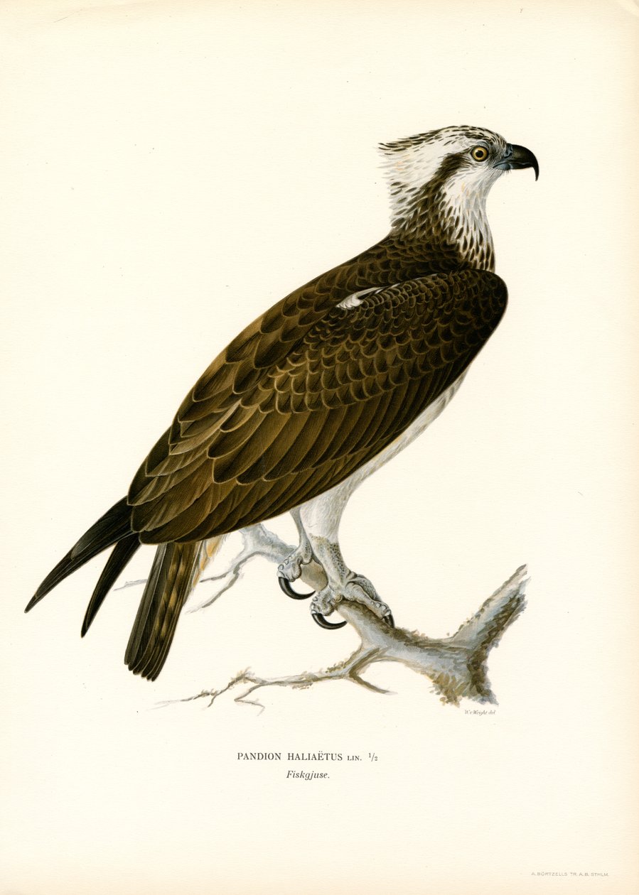 Osprey (barva lito) od Magnus Ferdinand and Wilhelm von Wright