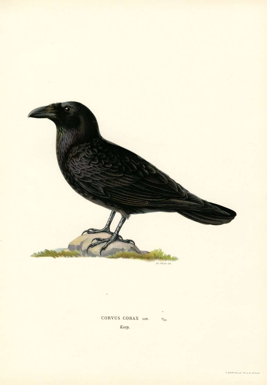 Raven (barva lito) od Magnus Ferdinand and Wilhelm von Wright