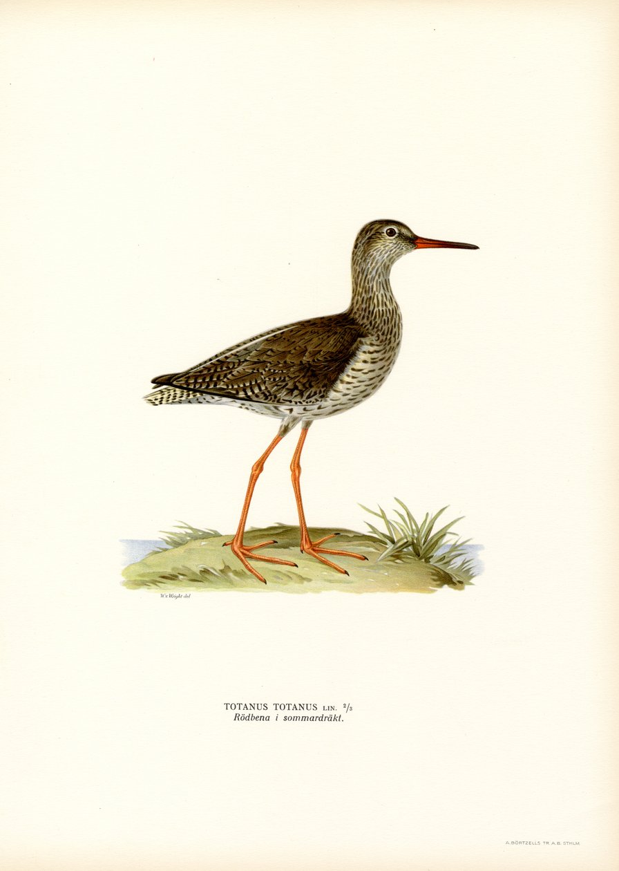 Redshank (barva lito) od Magnus Ferdinand and Wilhelm von Wright