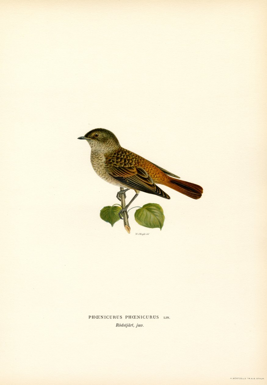 Redstart (barva lito) od Magnus Ferdinand and Wilhelm von Wright