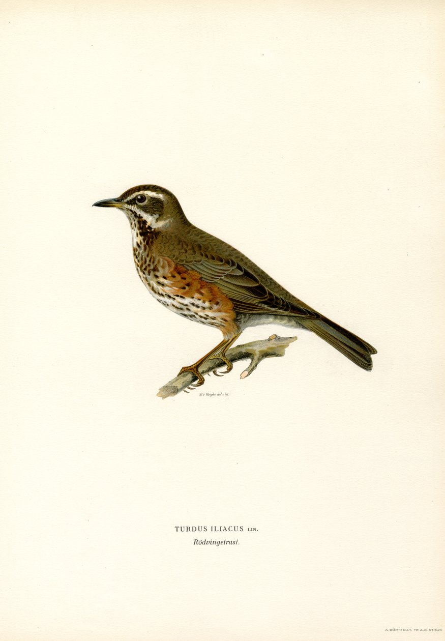 Redwing (barva lito) od Magnus Ferdinand and Wilhelm von Wright