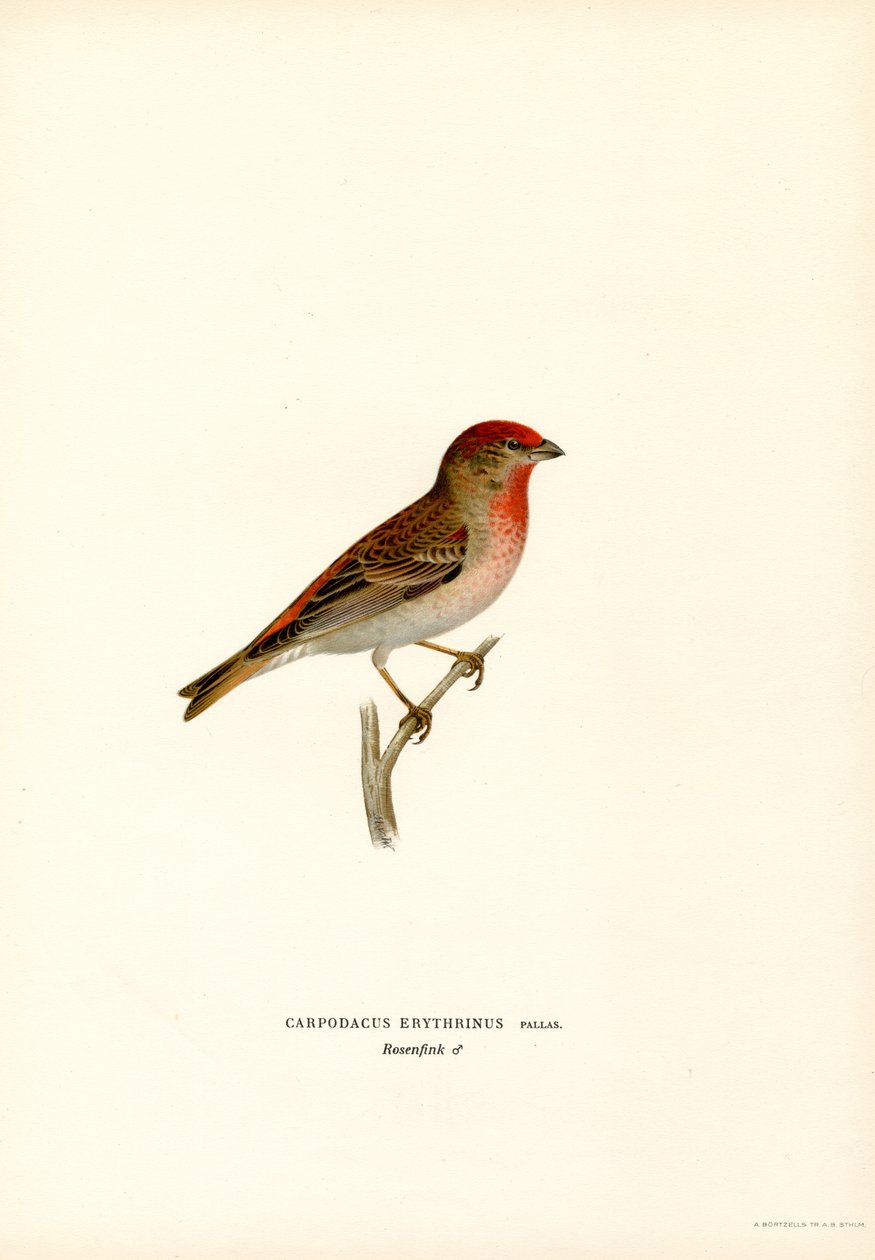 Rosefinch (barva lito) od Magnus Ferdinand and Wilhelm von Wright