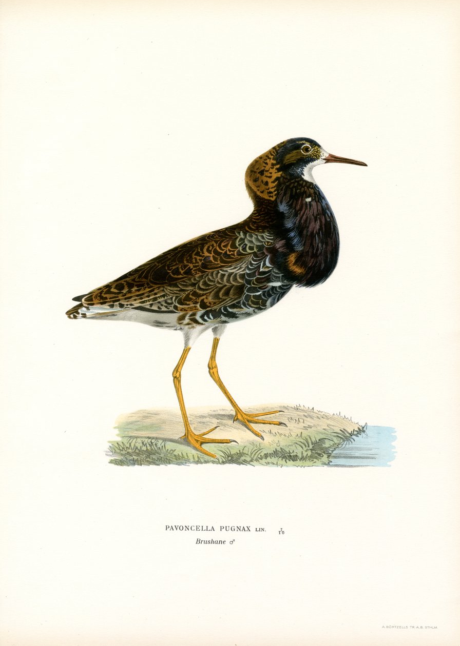 Ruff (barva lito) od Magnus Ferdinand and Wilhelm von Wright