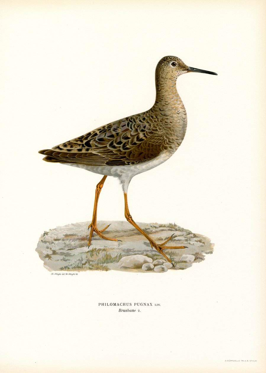 Ruff (barva lito) od Magnus Ferdinand and Wilhelm von Wright