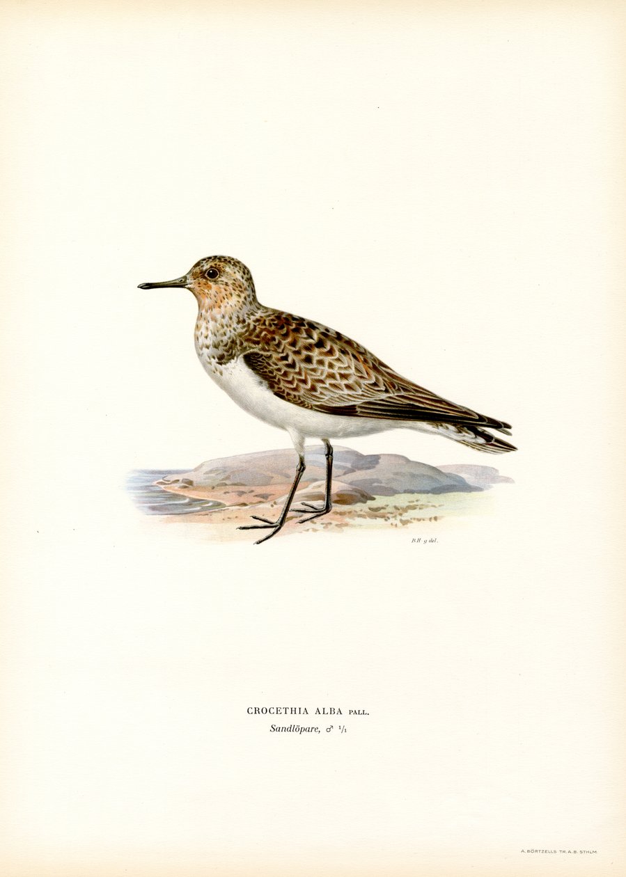 Sanderling (barva lito) od Magnus Ferdinand and Wilhelm von Wright