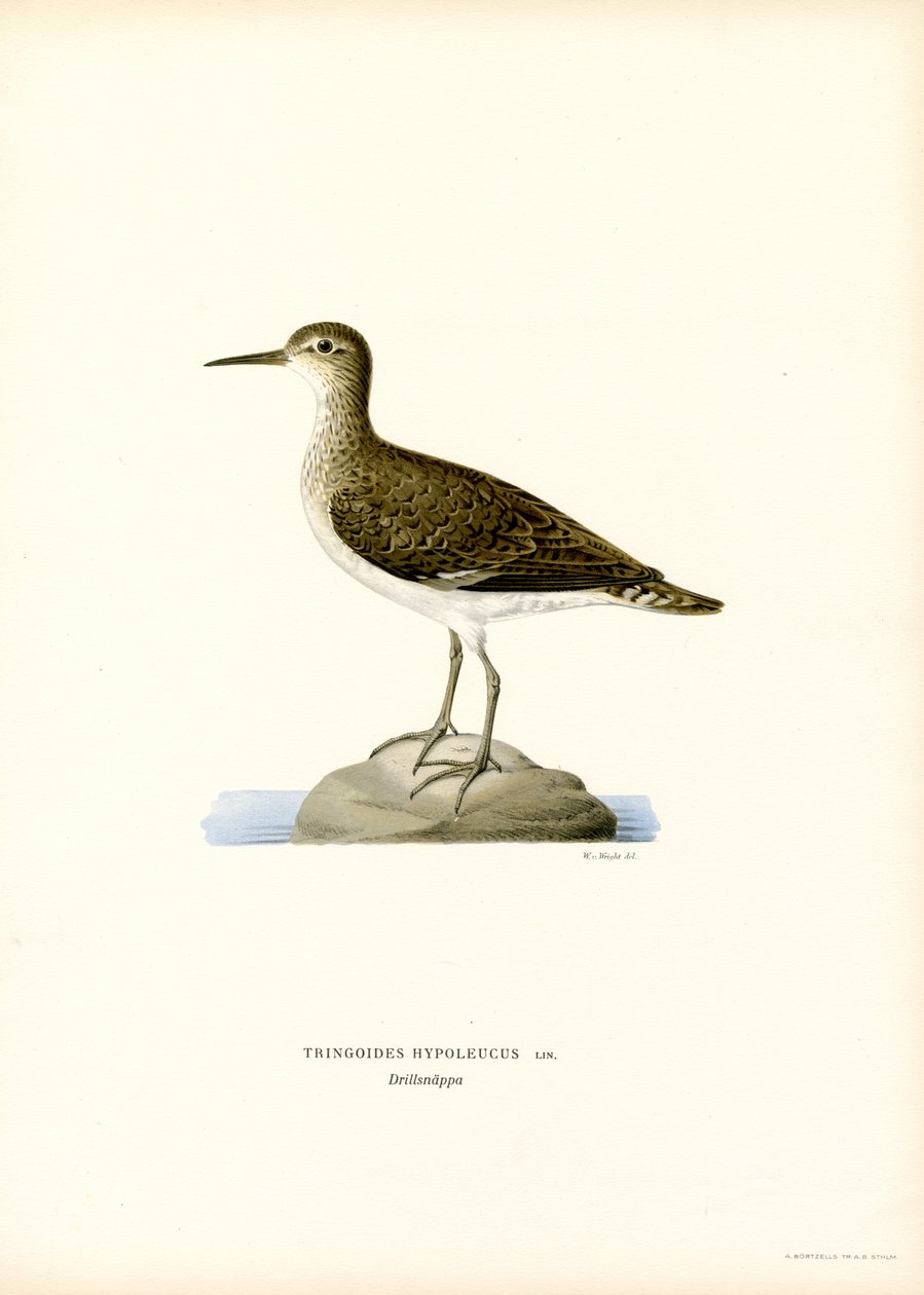 Sandpiper (barva lito) od Magnus Ferdinand and Wilhelm von Wright