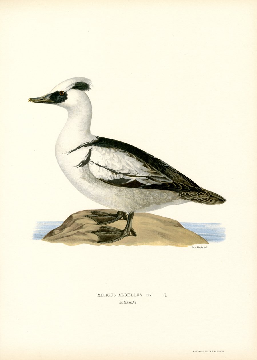 Smew (barva lito) od Magnus Ferdinand and Wilhelm von Wright