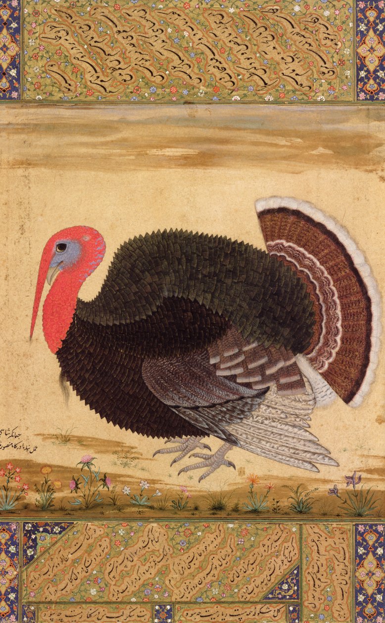 Krůtí kohout, přivezený do Jahangir z Goa v roce 1612, z Wantage Album, Mughal, kolem roku 1612 od Mansur