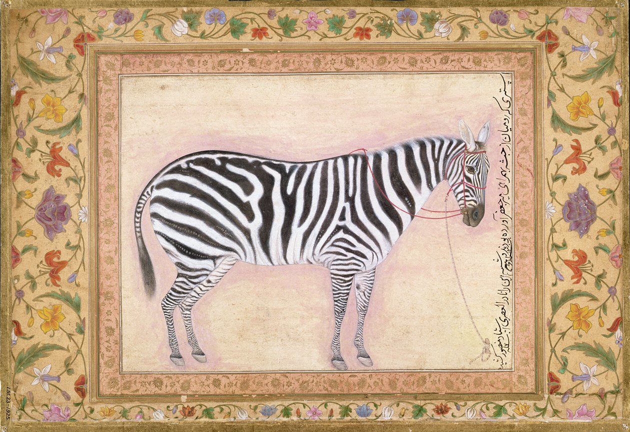 Zebra, z 