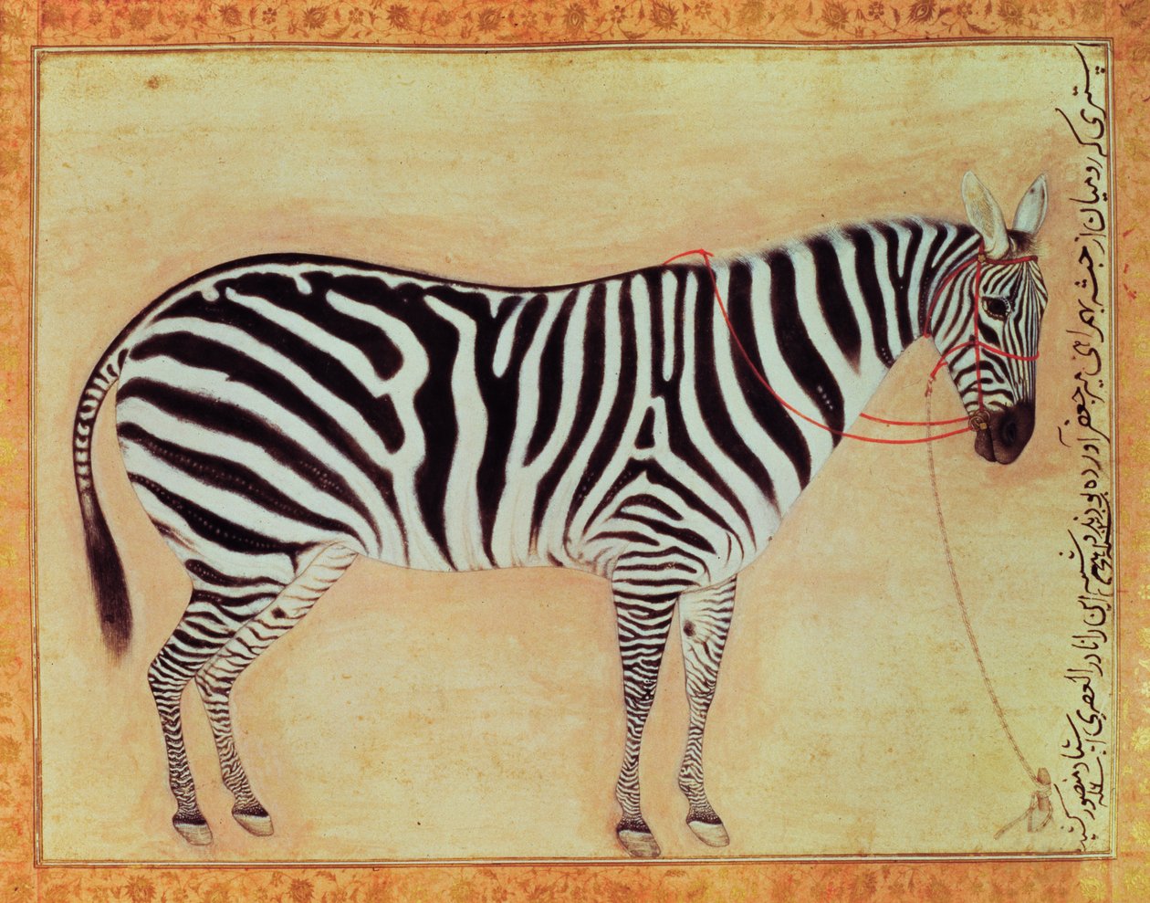 Zebra, z alba Minto, Mughal, 1621, od Mansur