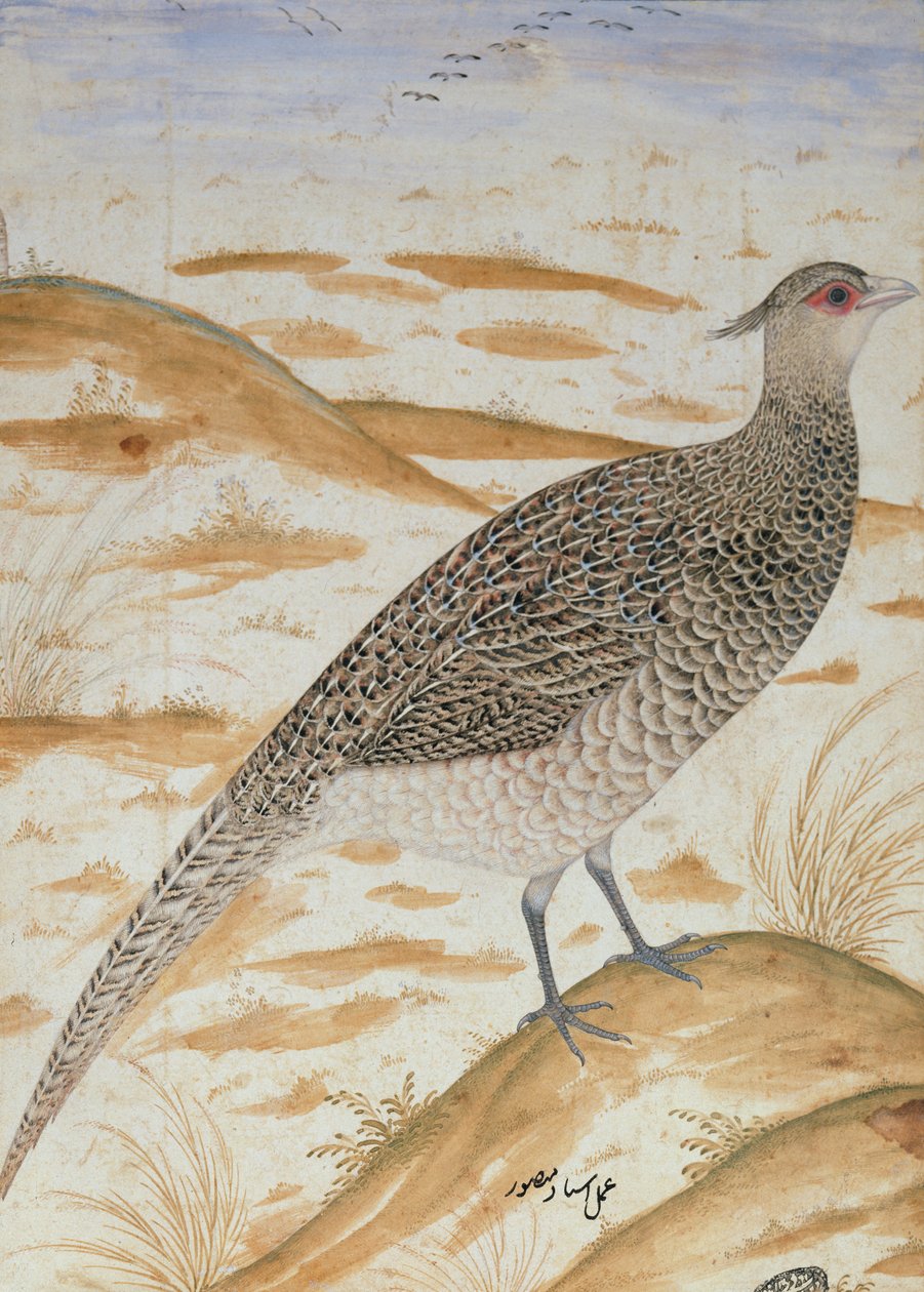Himálajský fanoušek bažant, Jahangir Period, Mughal, cca 1620 (akvarel) od Mansur