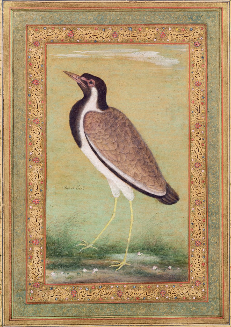 Čejka indická, kolem roku 1800 od Mansur