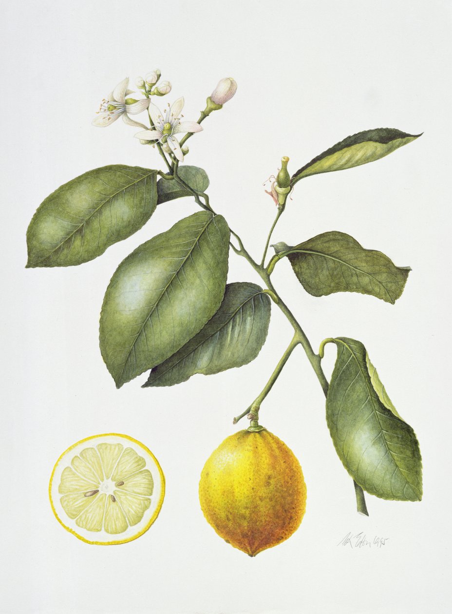 Citrus Bergamot, 1995 (wc na papíře) od Margaret Ann Eden