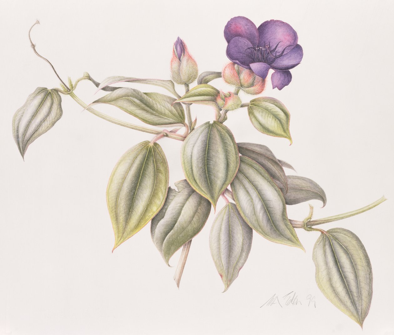 Glory Flower (Tibouchina Urvilleana) 1999 (wc na papíře) od Margaret Ann Eden
