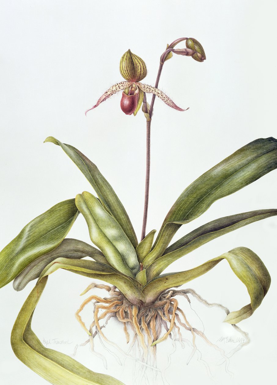 Iris, 1995 (wc na papíře) od Margaret Ann Eden