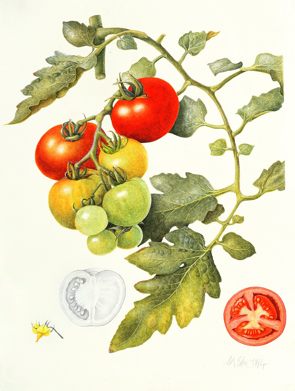 Rajčata, 1994 od Margaret Ann Eden