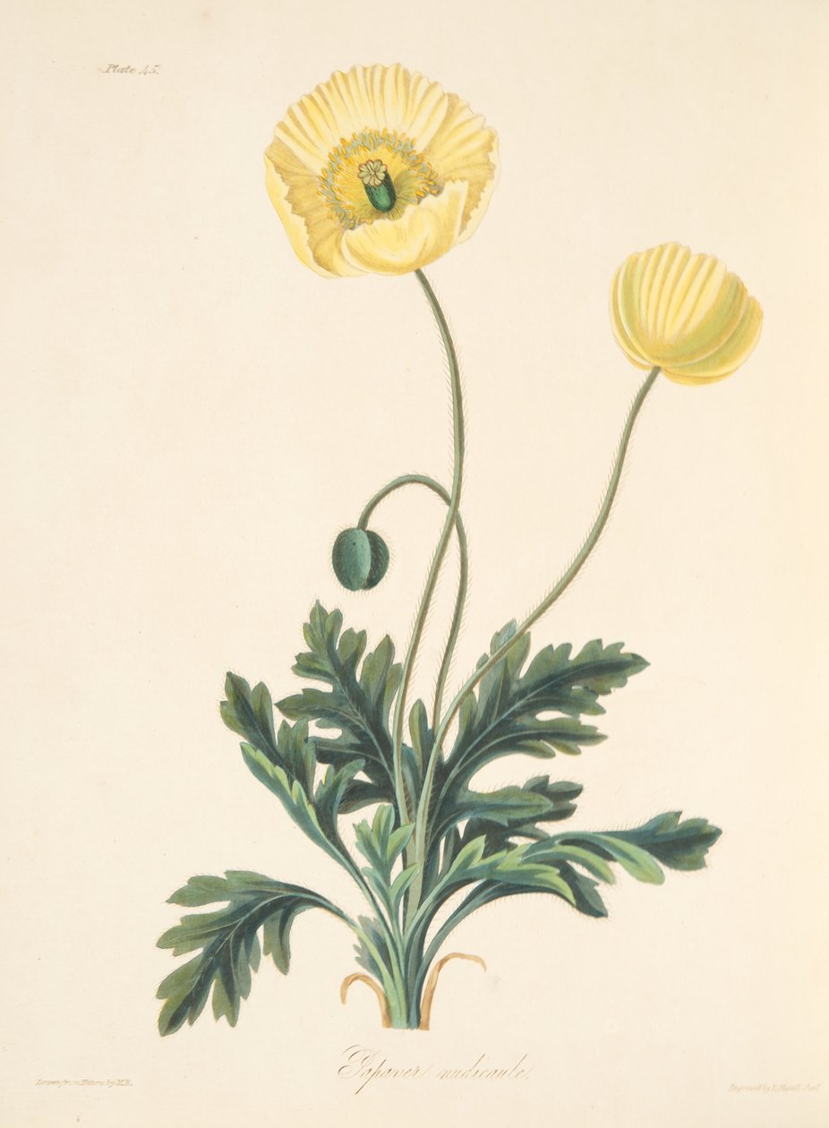 Nahá stopkatá Poppy, z Květinové ilustrace ročních období, hospoda. 1829 (ručně kolorovaná rytina) od Margaret Roscoe