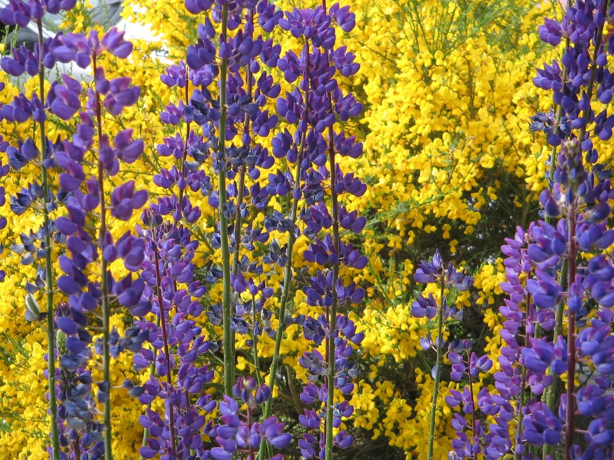 Lupins na Ohňové zemi. od Margareta Uliarte