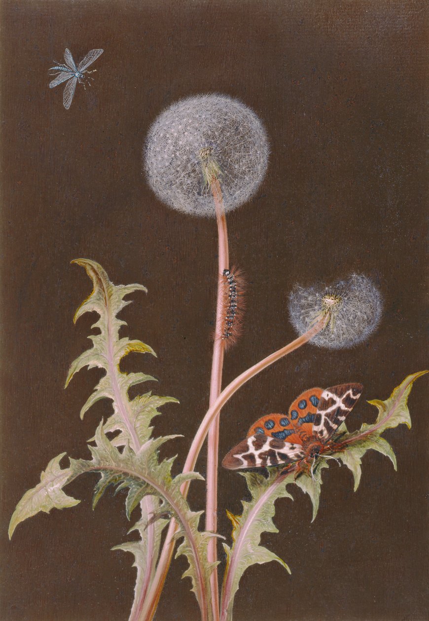 PD.380-1973 Pampeliška (Taraxacum officinale) s hmyzem (wc a kvaš na kartě) od Margaretha Barbara Dietzsch