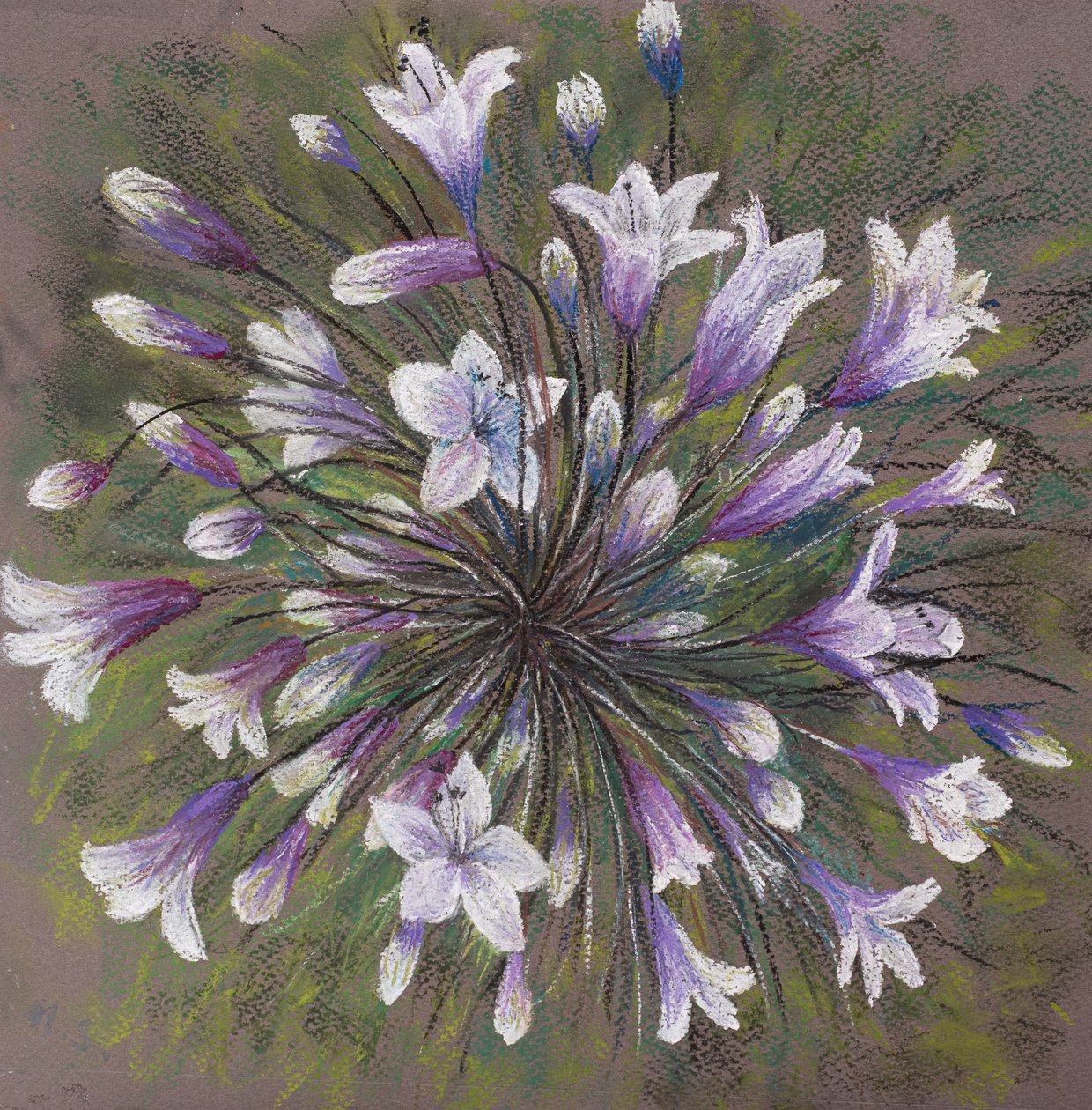 Allium rodina, 2020 (pastel) od Margo Starkey