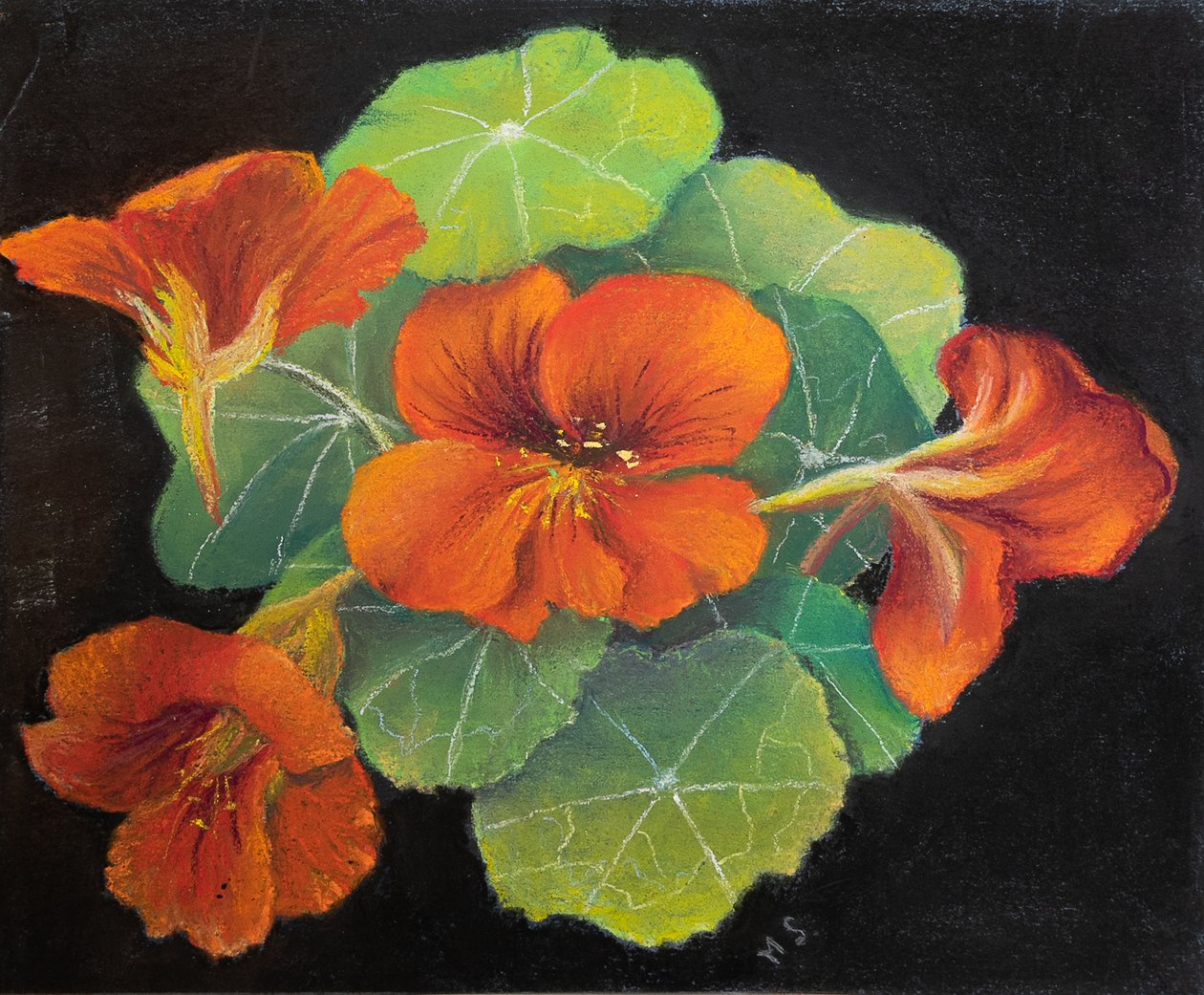 Nasturtiums, 2020 (pastel) od Margo Starkey