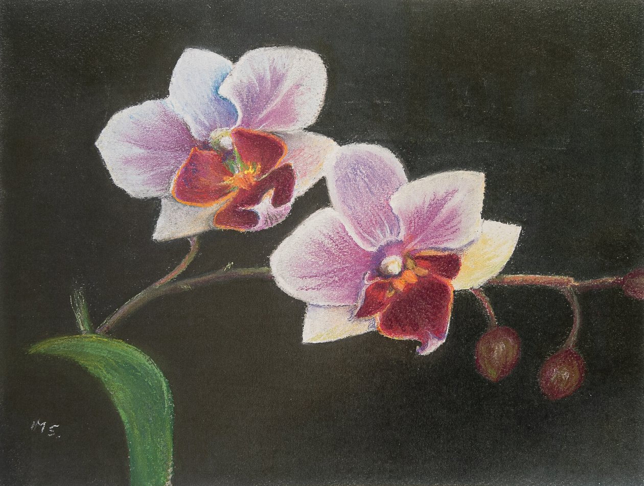 Orchidej v mé ložnici, 2020 (pastel) od Margo Starkey