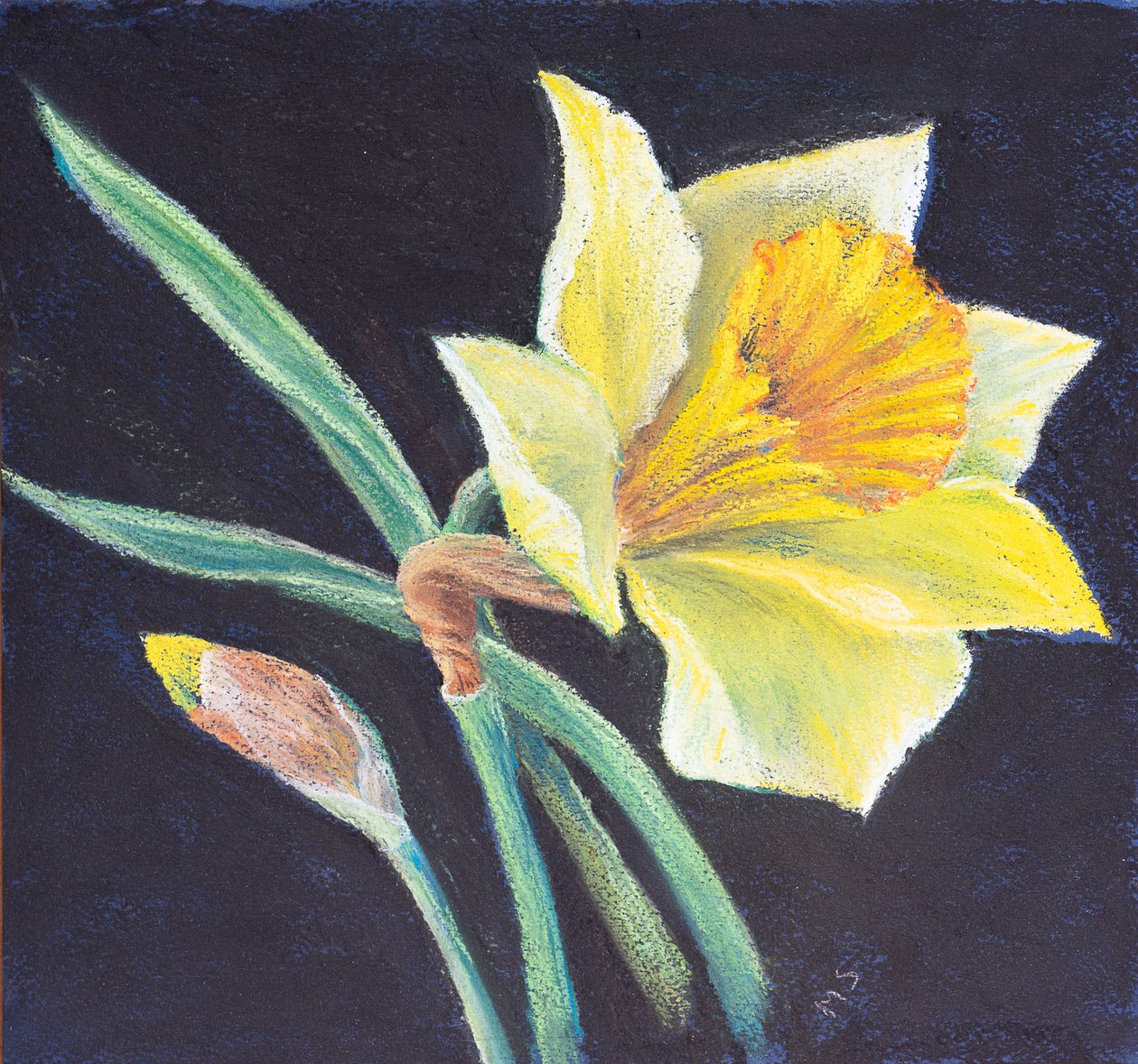 Krása narcisu, 2021 (pastel) od Margo Starkey