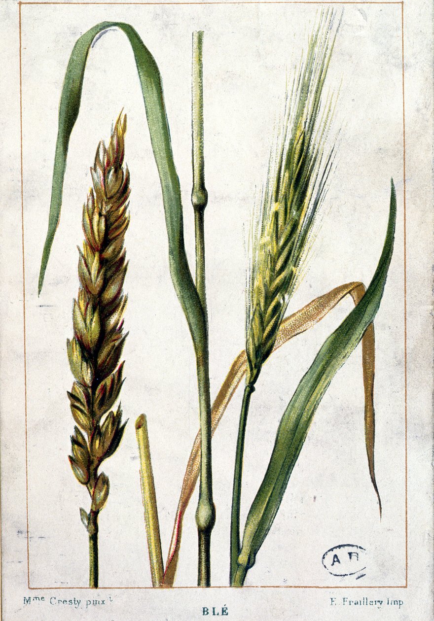 Pšenice od Marguerite Buret