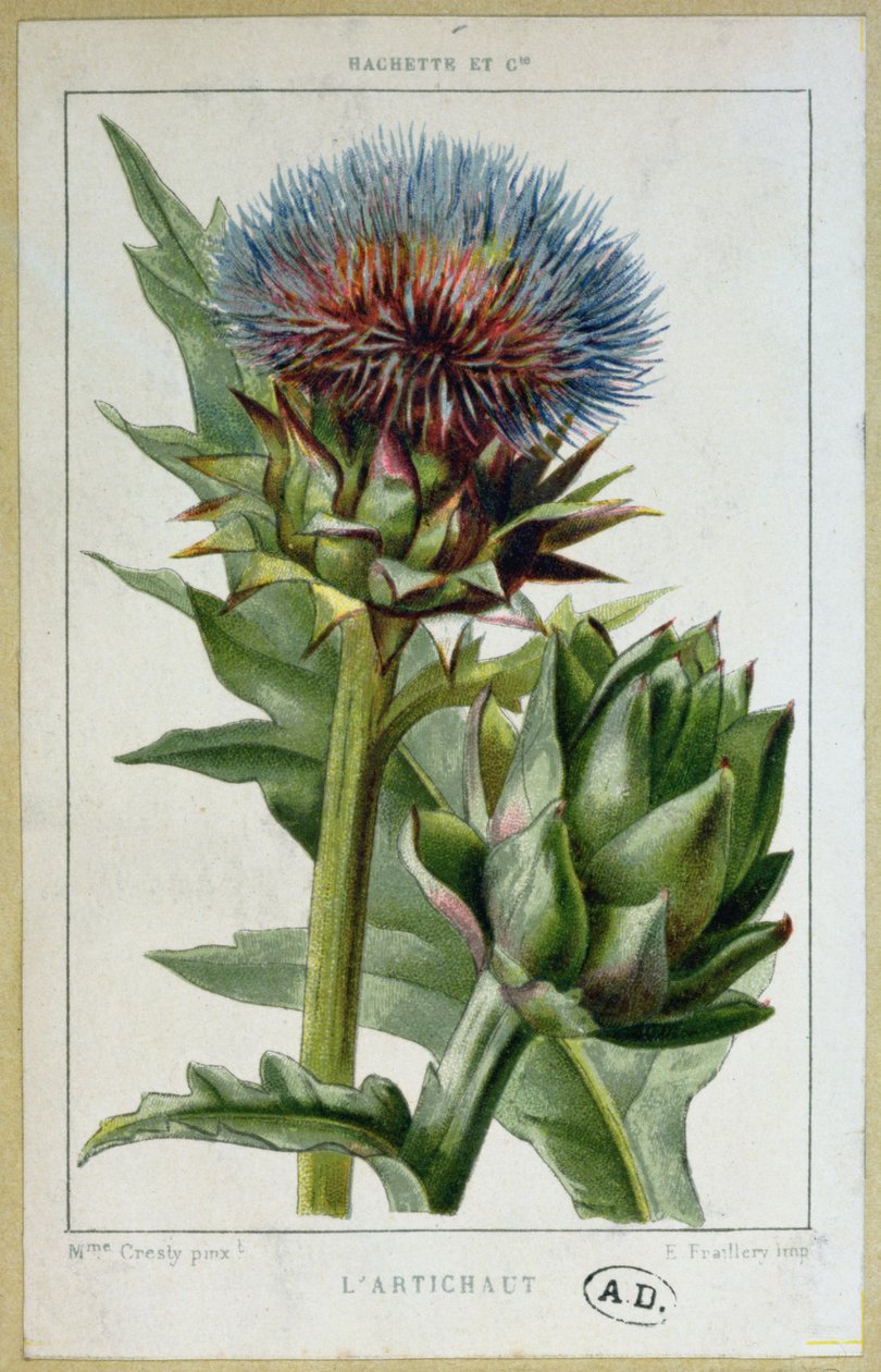 Artyčok, botanická deska, ryl E. Fraillery od Marguerite Buret