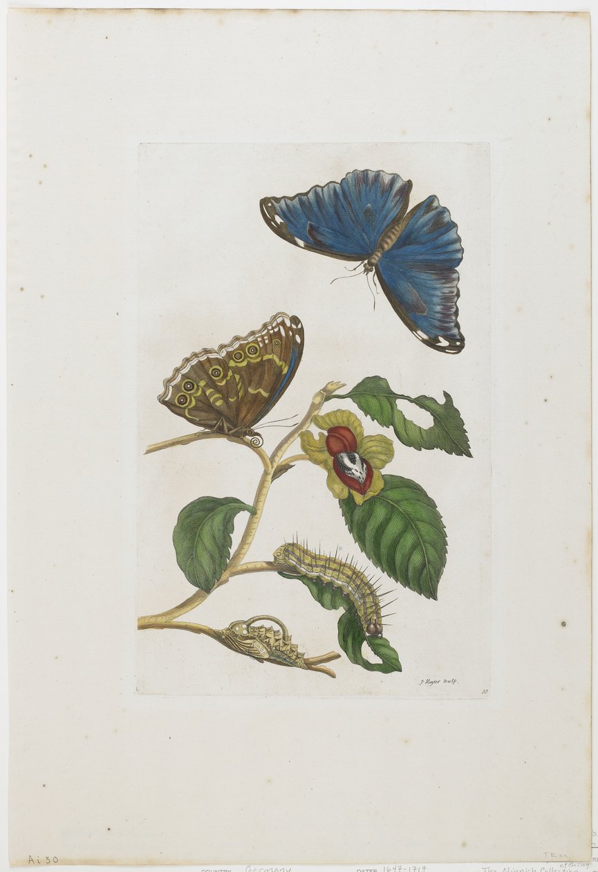 Blue Butterflies and Foliage, 1705-71 (ručně kolorovaný lept a rytina) od Maria Sibylla Merian