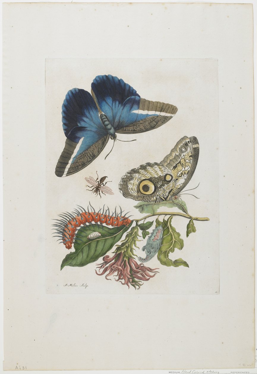 Blue Butterflies and Red Larva, Blue Spines, c.1705-17 (ručně kolorovaný lept a rytina) od Maria Sibylla Merian