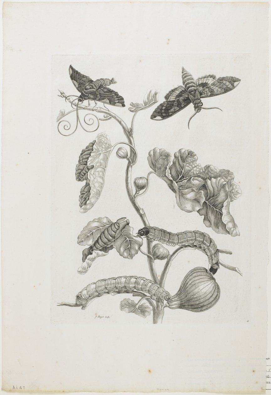 Butterflies, Caterpillars and Plant, 1705-71 (lept a rytina) od Maria Sibylla Merian