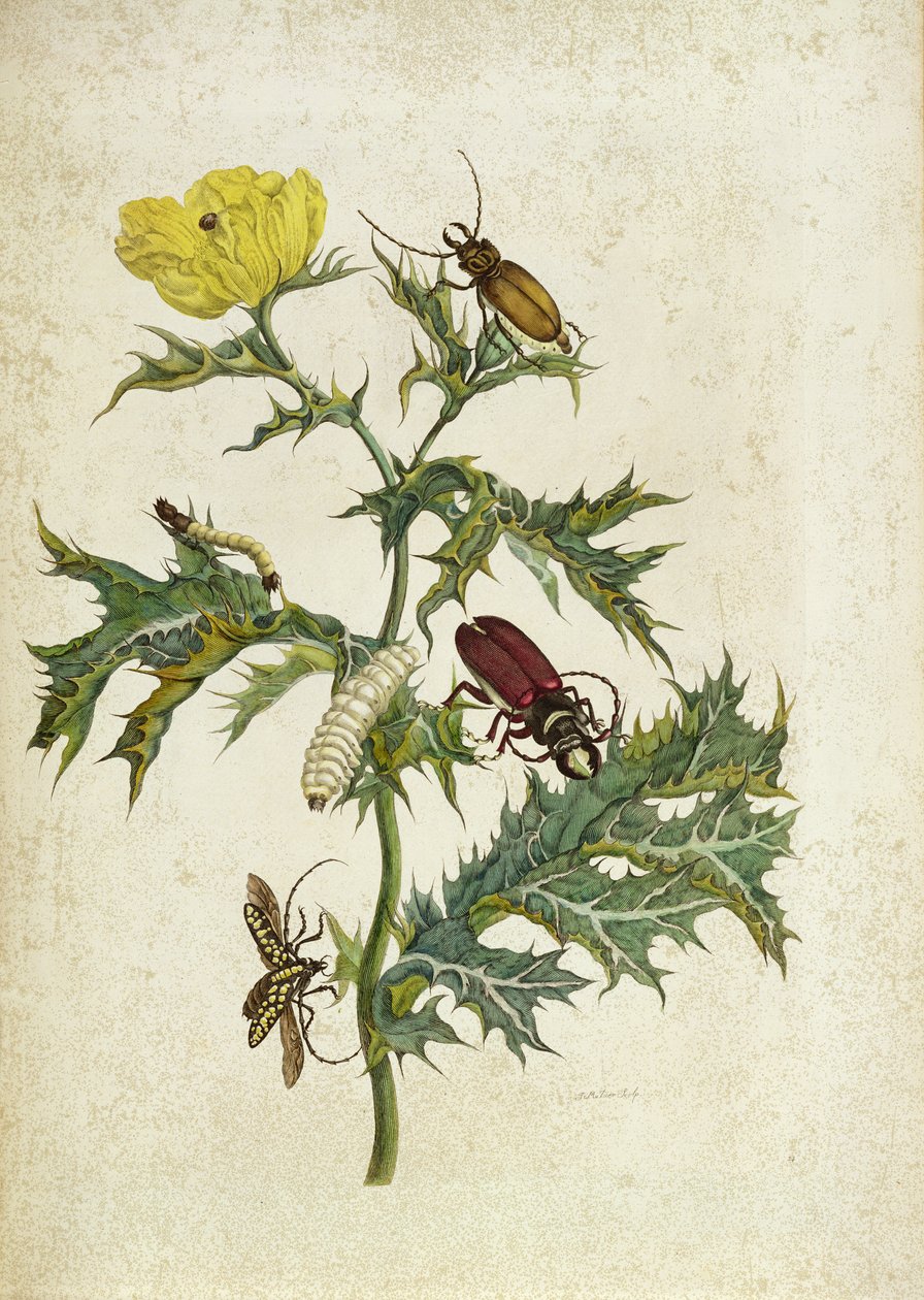 Cardos Spinosus: Brouci a housenky, deska 69 z 