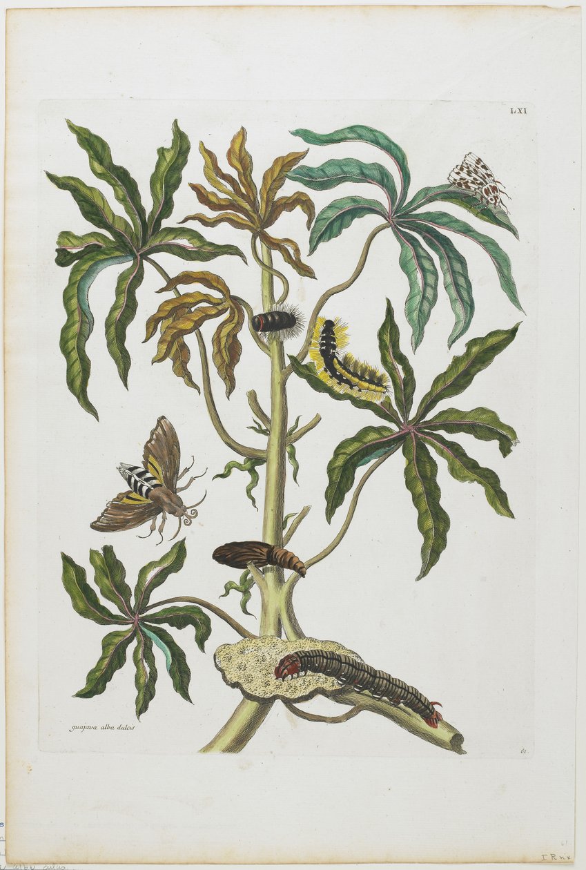 Housenky a hmyz s listy, 1705-71 (ručně kolorovaný lept a rytina) od Maria Sibylla Merian