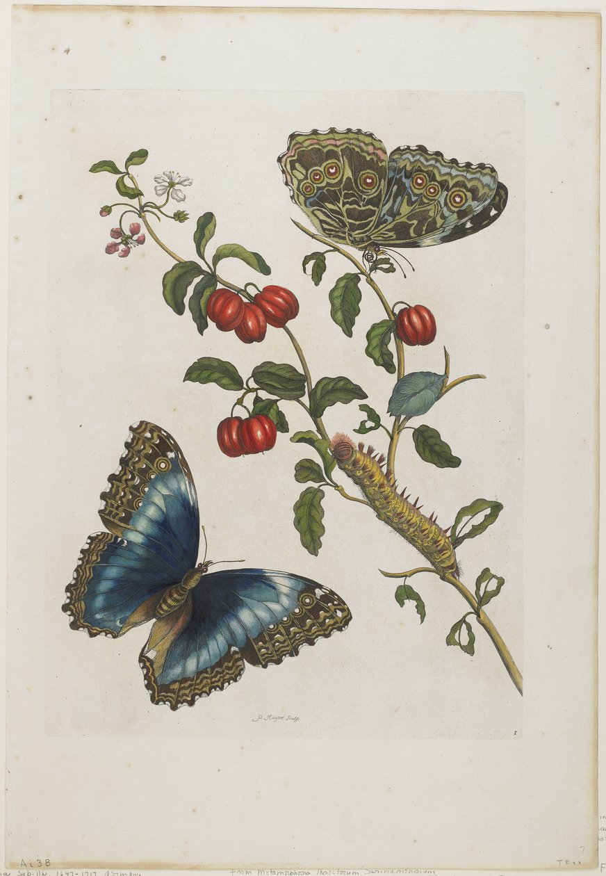 Great Blue Butterflies and Red Fruits, 1705-71 (ručně kolorovaný lept a rytina) od Maria Sibylla Merian