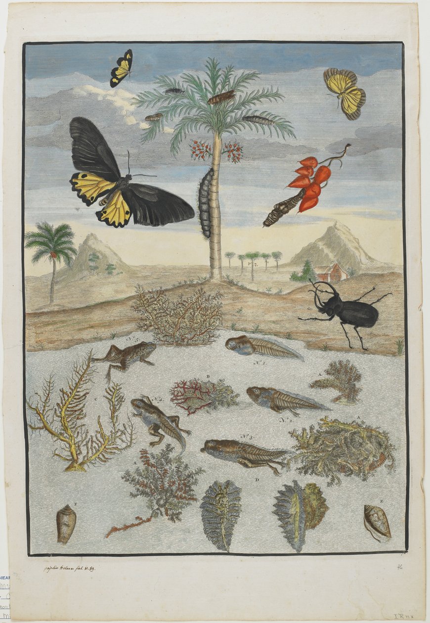 Hmyz a ryby s ostrovním pozadím, 1705-71 (ručně kolorovaný lept a rytina) od Maria Sibylla Merian