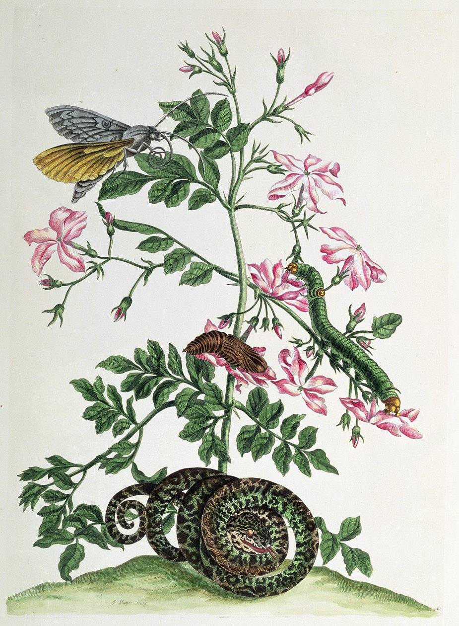 Jasmín: s hadem, můrou, housenkou a kuklou, deska 46 z knihy "Over de Voorteeling", 1730 od Maria Sibylla Merian