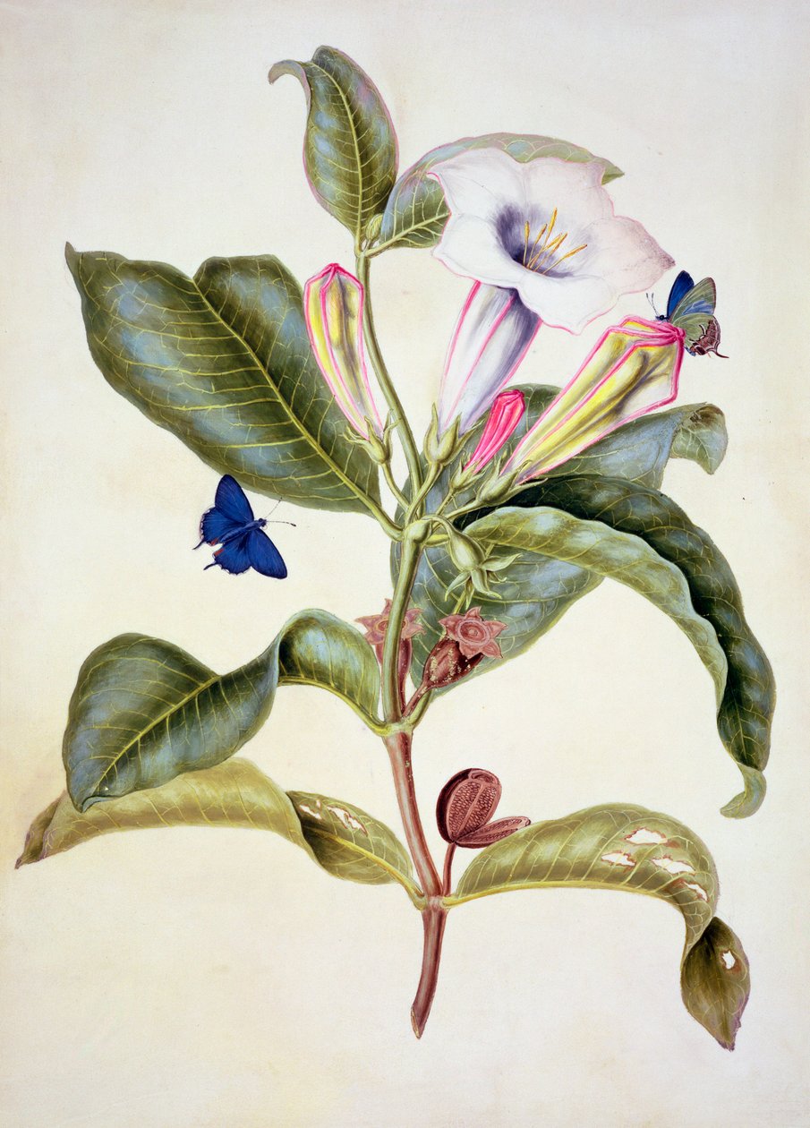 No.3055c Trn jablko (Datura Wrightii) od Maria Sibylla Merian