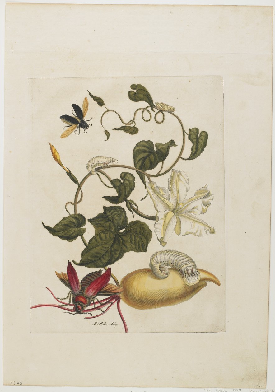 Red Beetle, White Morning Glory, 1705-71 (ručně kolorovaný lept a rytina) od Maria Sibylla Merian