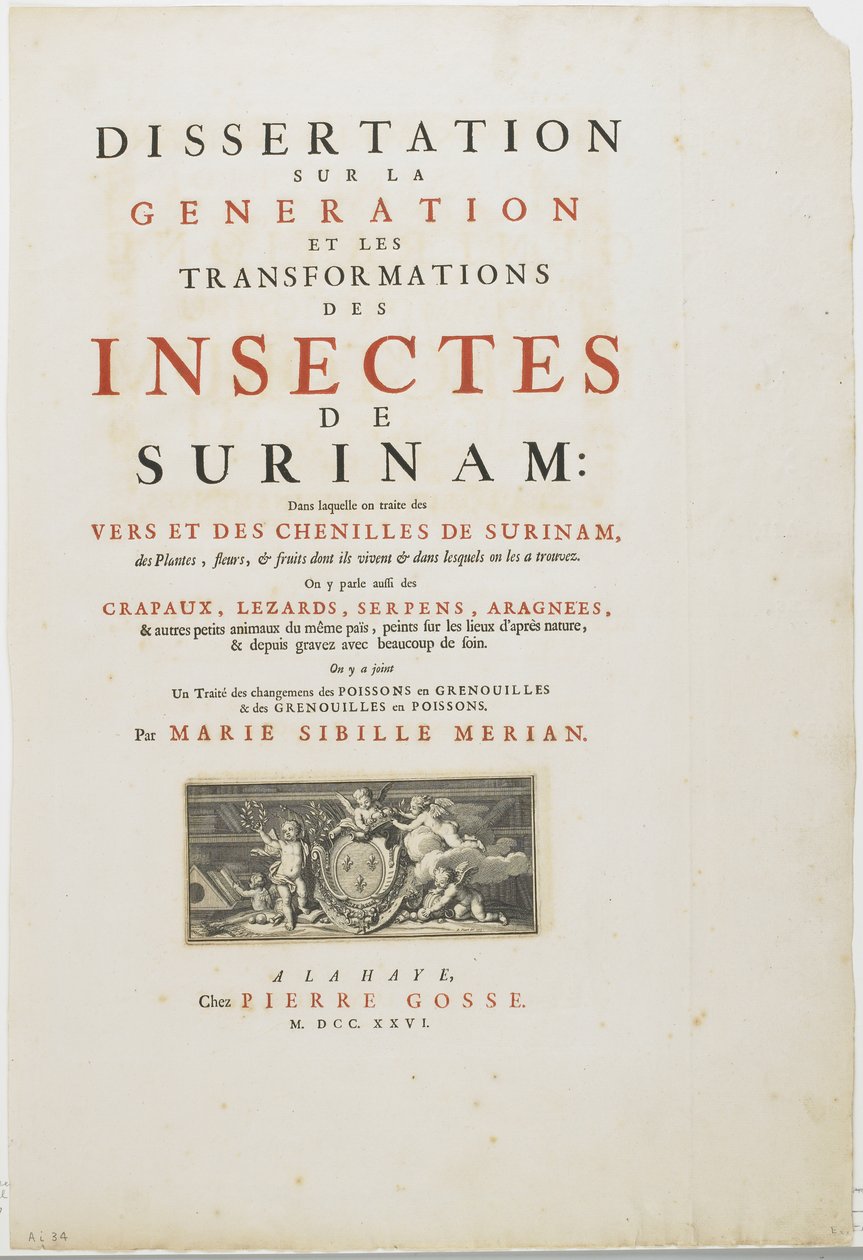 Titulní strana z Metamorphosis Insectorum Surinamensium, 1726 (rytina a knihtisk) od Maria Sibylla Merian