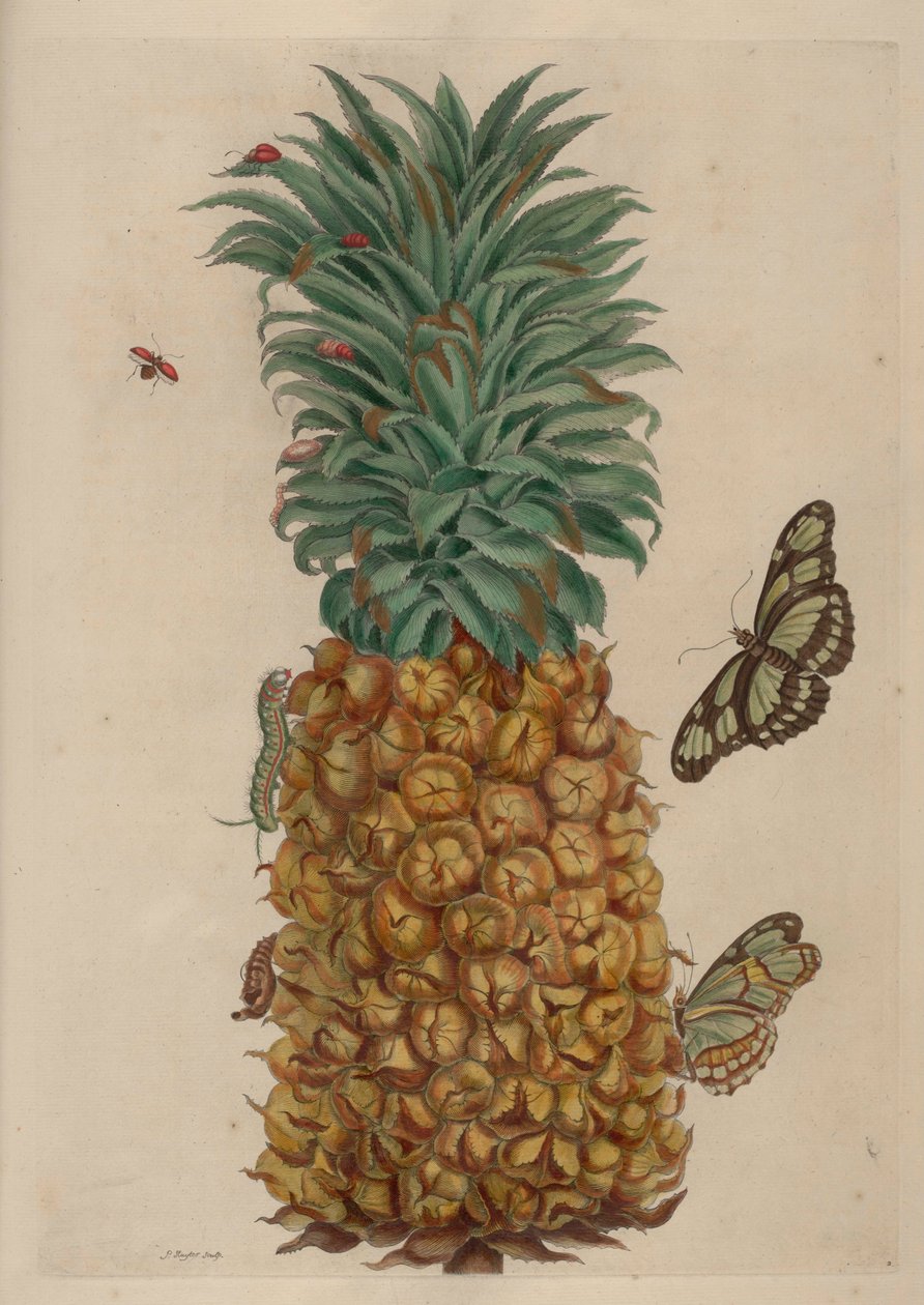 Ananas a šváb, ilustrace z Metamorphosis insectorum Surinamensium od Maria Sibylla Merian