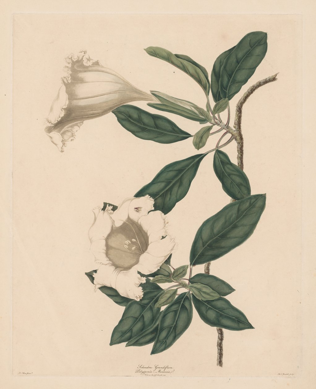 Kalichová réva, 1790. od Maria Catharina Prestel