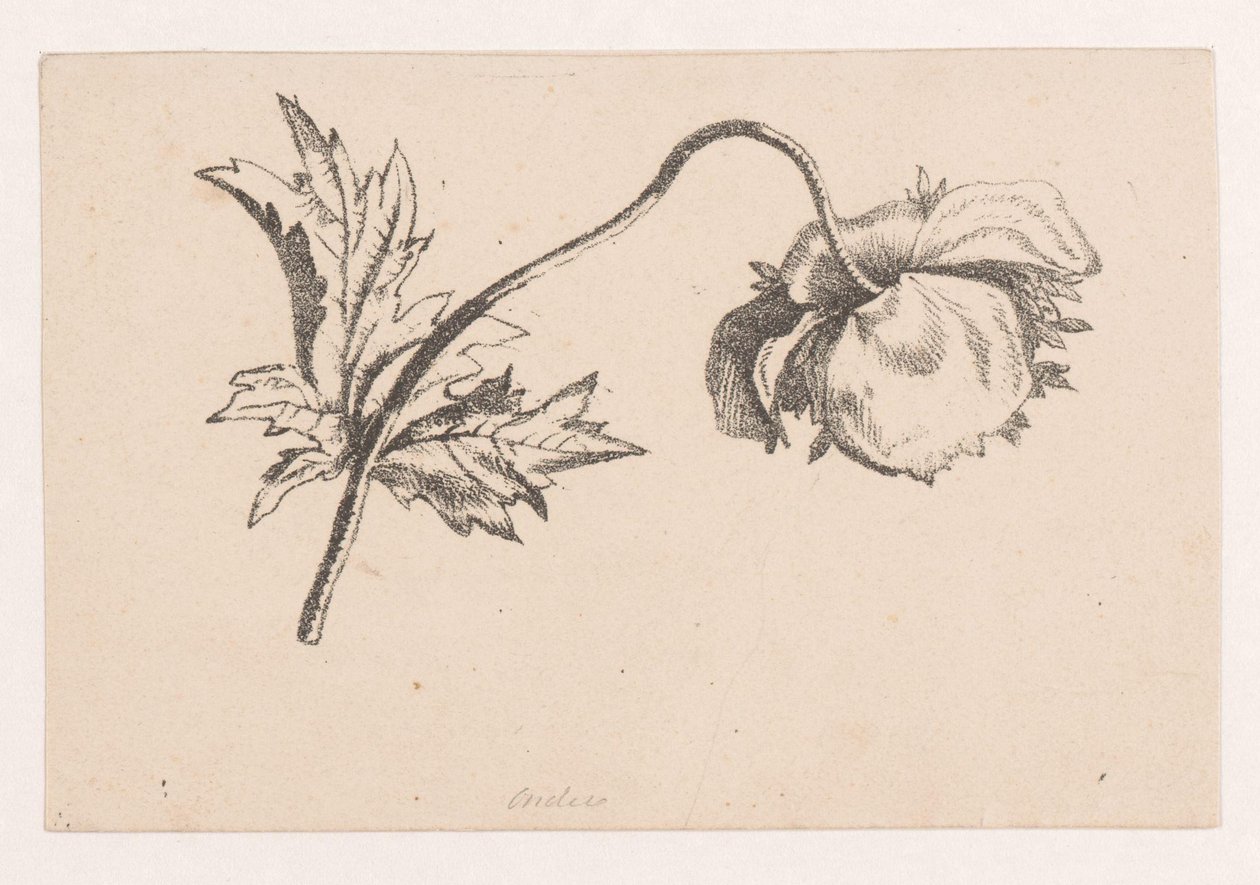 Mák od Maria Geertruida de Goeje Barbiers (attributed to)