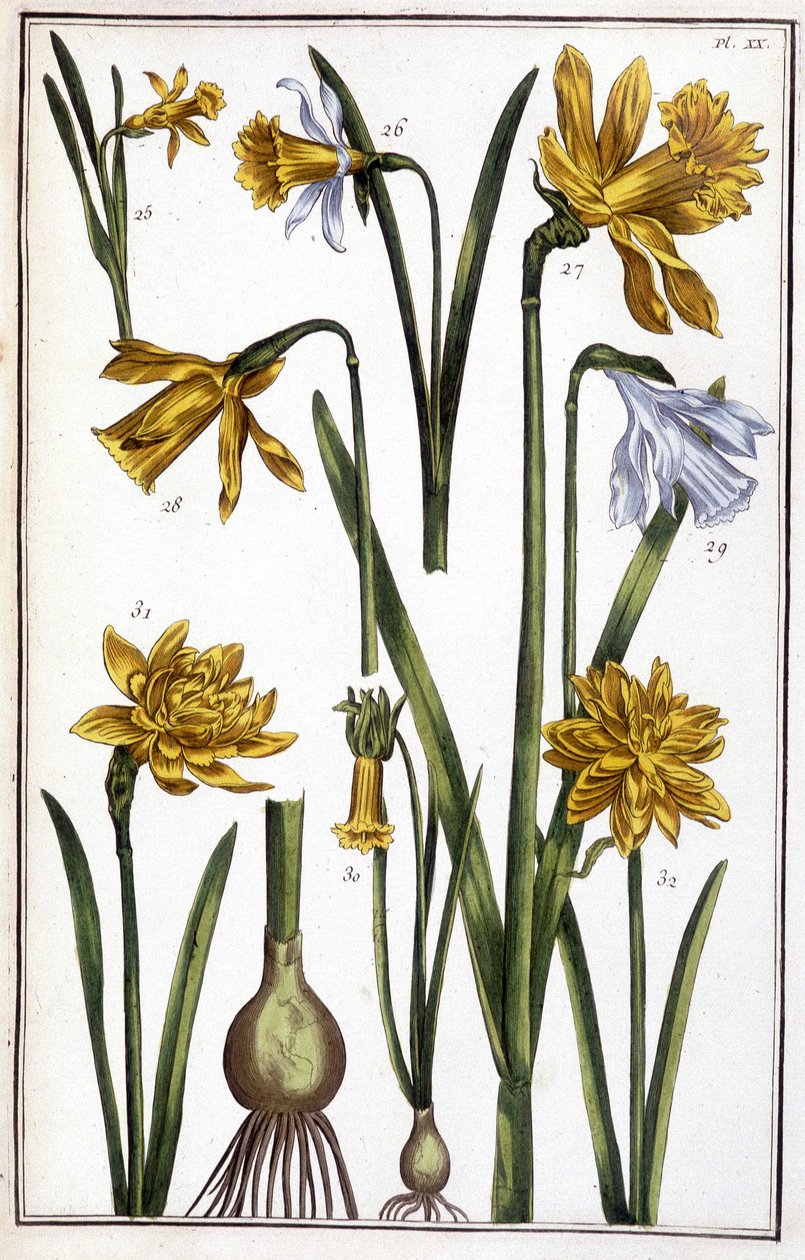 Neznámý obrázek od Maria Sibylla Merian