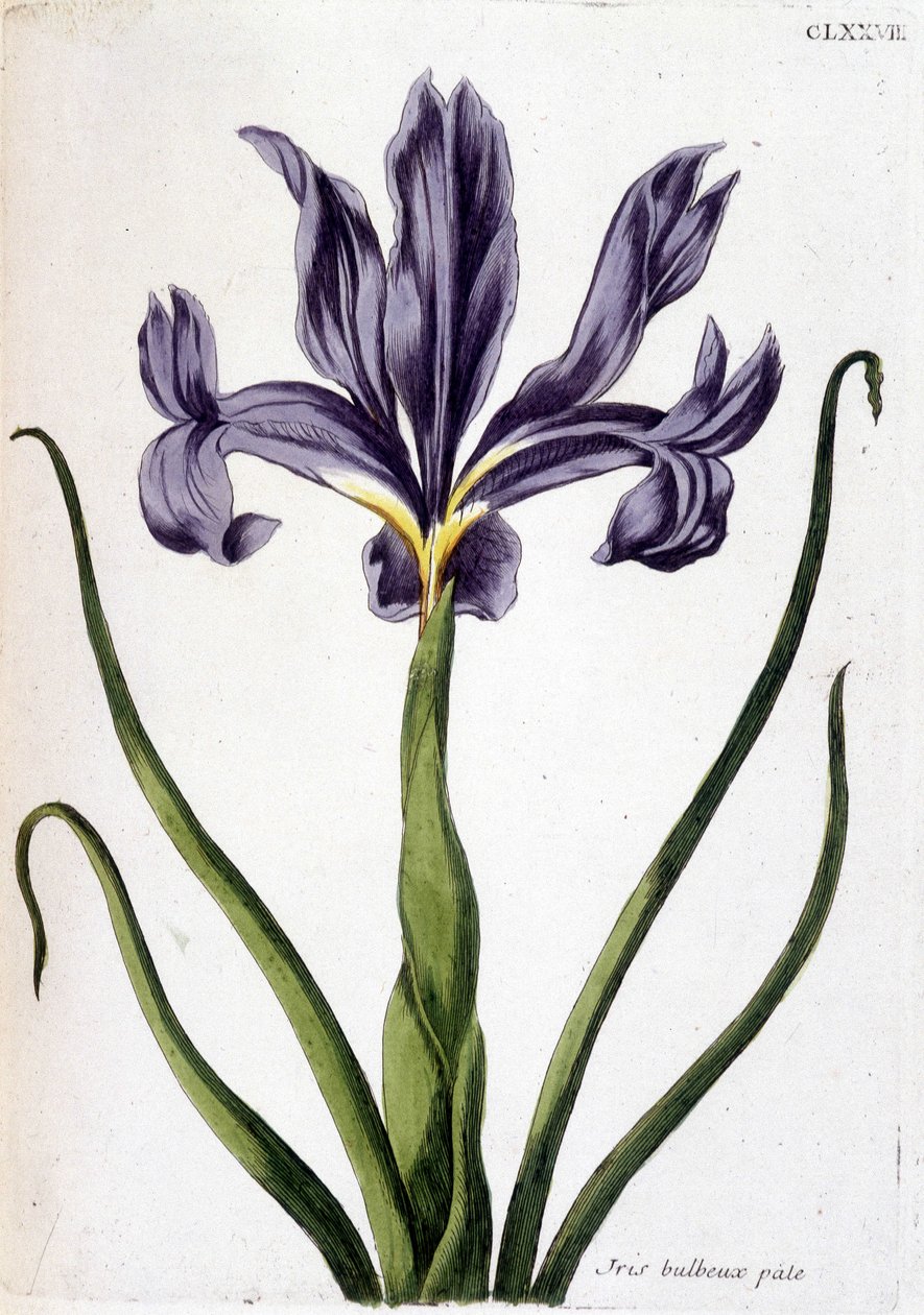 Neznámý obrázek od Maria Sibylla Merian