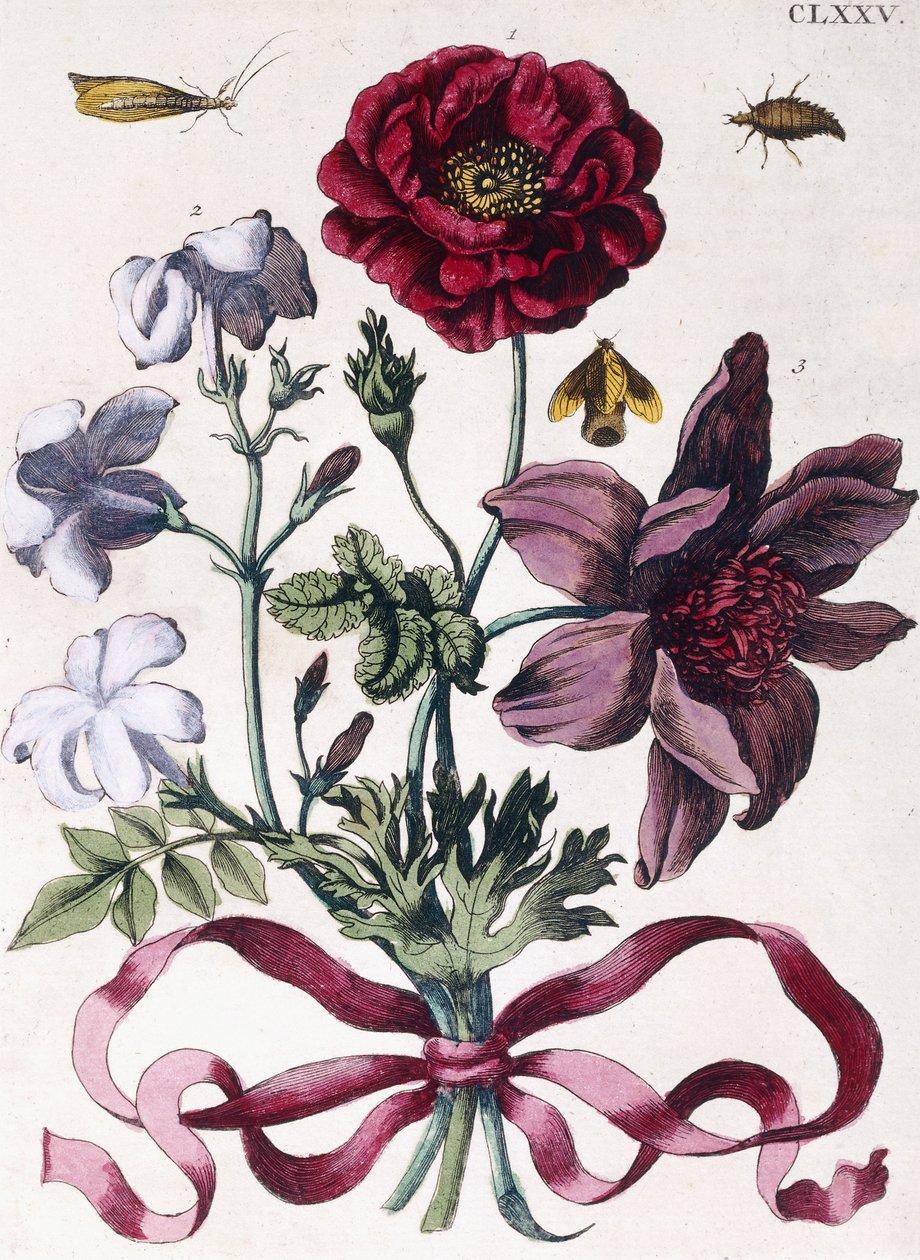Různý evropský hmyz a květiny od Maria Sibylla Merian