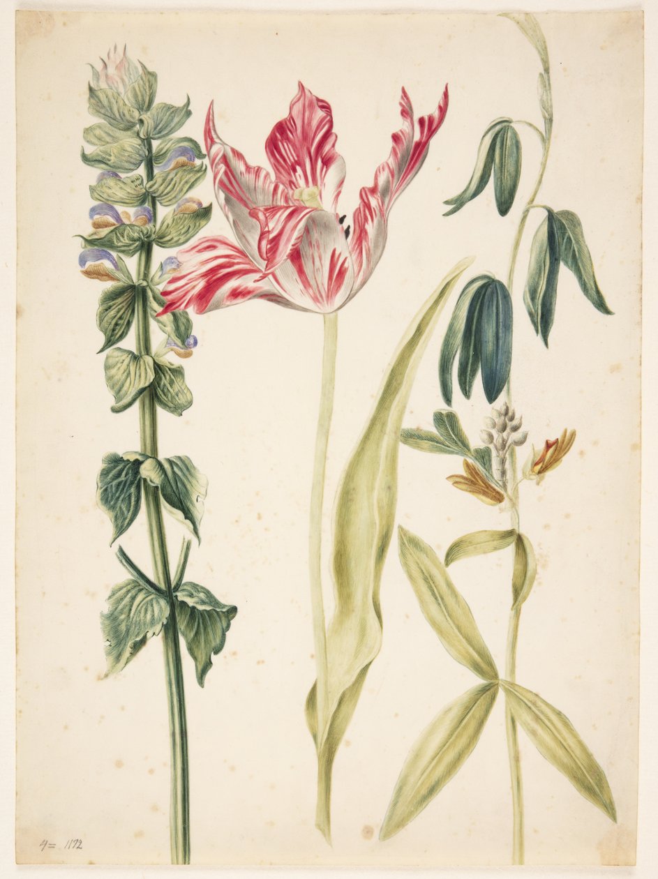3 květiny, uprostřed tulipán od Maria Sibylla Merian
