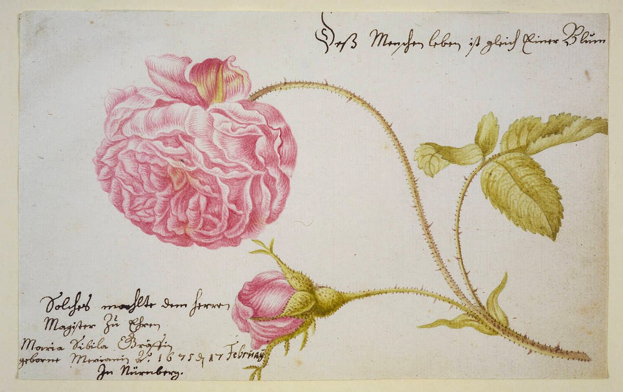 List alba s růží, 1675 od Maria Sibylla Merian
