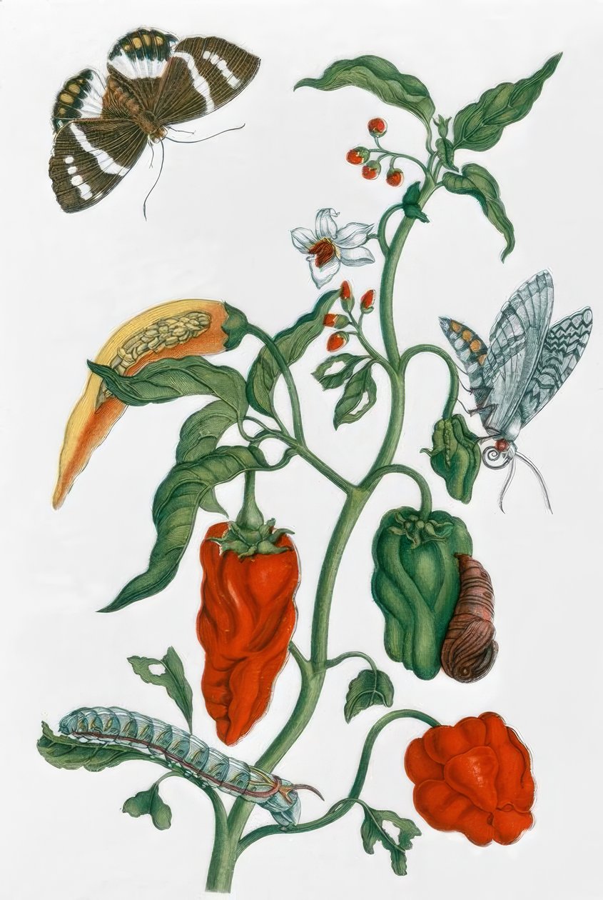 Španělský pepř / M.S. Merian od Maria Sibylla Merian
