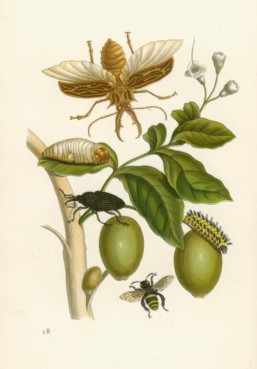 Strom Tabrouba, brouk ... / M.S.Merian od Maria Sibylla Merian
